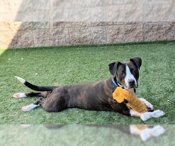 Medium Photo #4 Mutt Puppy For Sale in Moreno Valley, CA, USA