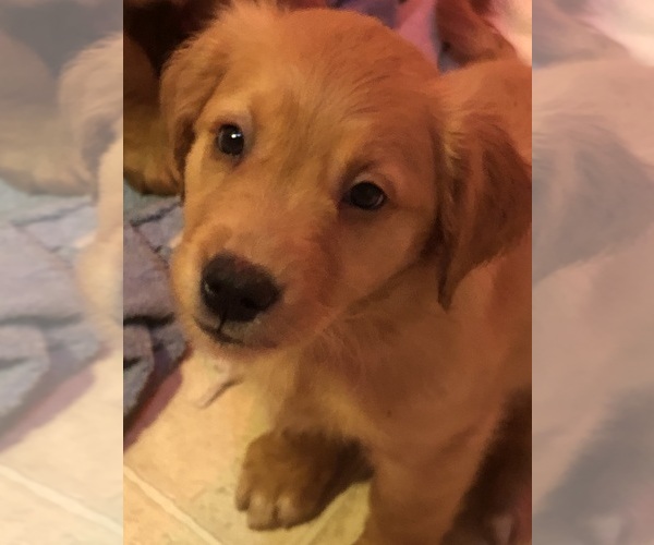 Medium Photo #2 Golden Retriever Puppy For Sale in CANBY, OR, USA