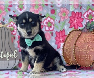 Pomsky Puppy for sale in LANCASTER, PA, USA