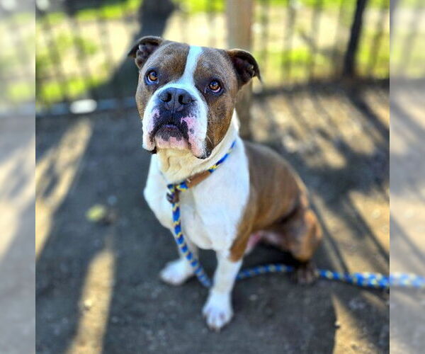 Medium Photo #2 American Bulldog-Unknown Mix Puppy For Sale in Long Beach, CA, USA