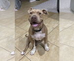 Small #10 Chinese Shar-Pei Mix