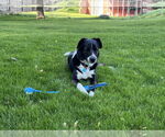Small #9 Border Collie Mix