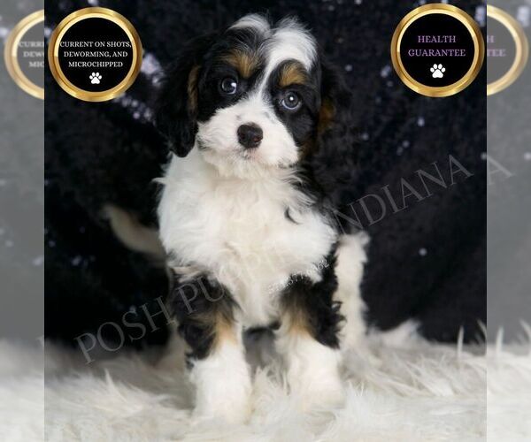 Medium Photo #2 Cavapoo Puppy For Sale in WARSAW, IN, USA