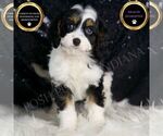 Small #1 Cavapoo
