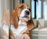 Puppy Barbara Barbz Basset Hound