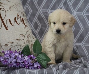 English Cream Golden Retriever-Golden Retriever Mix Puppy for sale in FREDERICKSBG, OH, USA