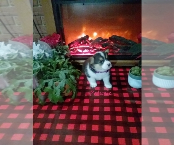 Medium Photo #2 Pembroke Welsh Corgi Puppy For Sale in PORT BYRON, NY, USA