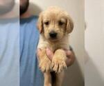 Small Photo #5 Golden Retriever Puppy For Sale in SPENCER, TN, USA