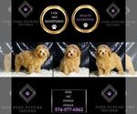 Small Photo #51 Poodle (Miniature) Puppy For Sale in WARSAW, IN, USA