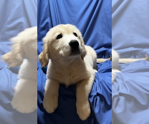 Medium Photo #3 Golden Labrador Puppy For Sale in LIVE OAK, FL, USA