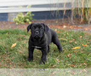 Cane Corso Puppy for sale in BOURBON, IN, USA