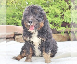 Miniature Australian Shepherd-Poodle (Standard) Mix Puppy for sale in BLAIN, PA, USA