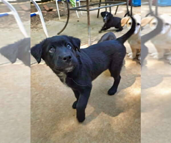 Medium Photo #11 Shepweiller Puppy For Sale in Raleigh, NC, USA
