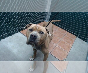 Mutt Dogs for adoption in Downey, CA, USA