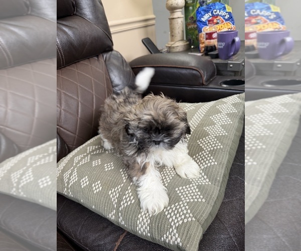 Medium Photo #7 Shih Tzu Puppy For Sale in GLENDALE HEIGHTS, IL, USA