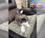 Small #6 Shih Tzu