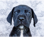 Small #1 Great Dane