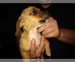 Small Photo #4 Chiweenie Puppy For Sale in VANCOUVER, WA, USA