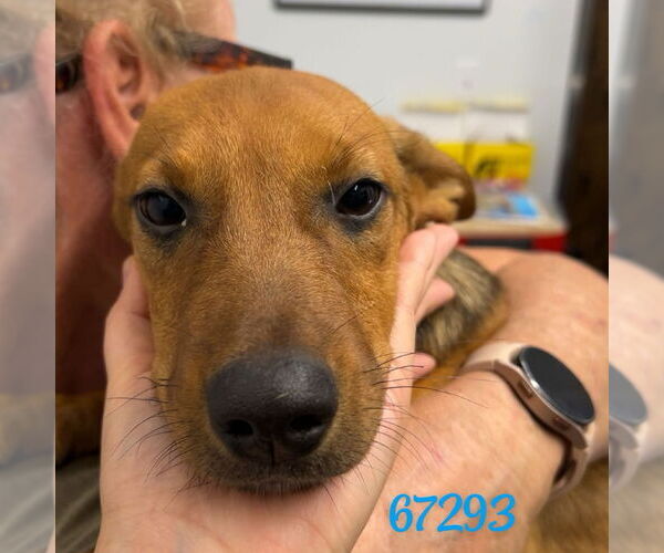 Medium Photo #1 Mutt Puppy For Sale in Chico, CA, USA