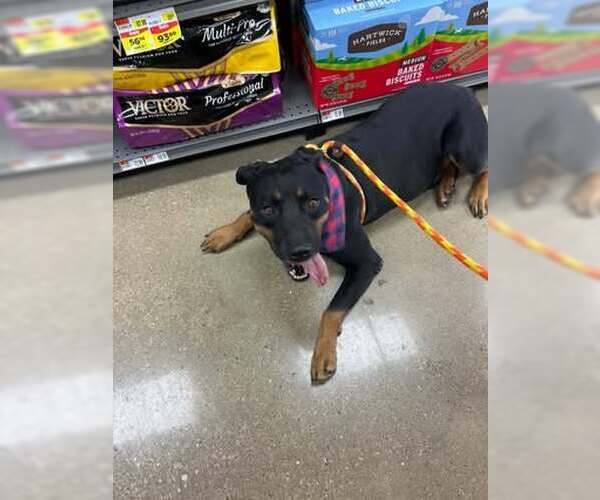 Medium Photo #3 Rottweiler-Unknown Mix Puppy For Sale in Rowlett, TX, USA