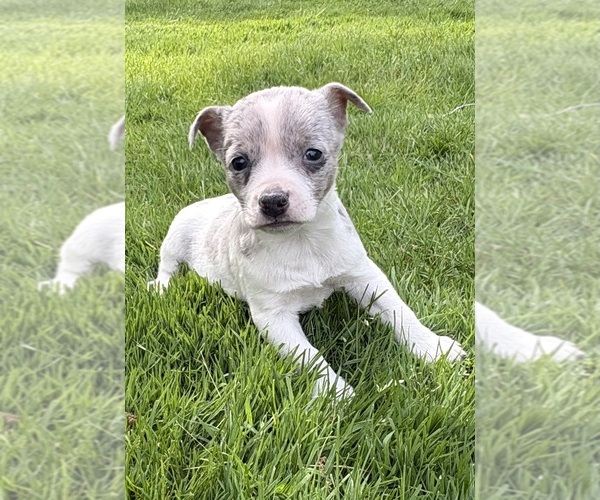Medium Photo #8 Chihuahua Puppy For Sale in FAIR HAVEN, MI, USA