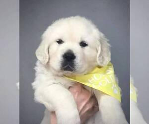 Golden Retriever Puppy for sale in SANTA ANA, CA, USA