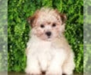 Havanese Puppy for sale in MOUNT VERNON, OH, USA
