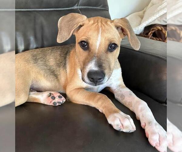 Medium Photo #8 Mutt Puppy For Sale in San Diego, CA, USA