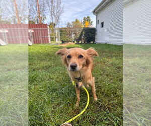 Bo Peep - Female Chiweenie Dog for Adoption - Photo #2