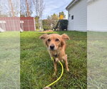 Small Photo #2 Chiweenie Puppy For Sale in Muskegon, MI, USA