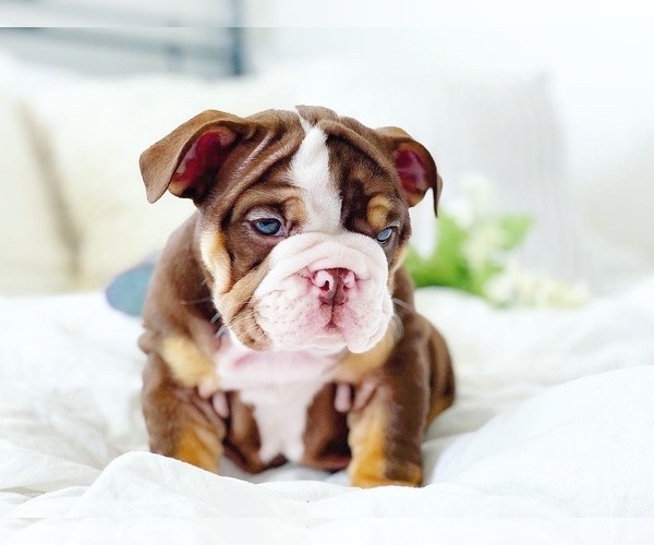 Medium Photo #14 English Bulldog Puppy For Sale in CORONA, CA, USA