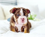 Small Photo #14 English Bulldog Puppy For Sale in CORONA, CA, USA