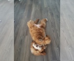 Small Photo #1 Goldendoodle Puppy For Sale in SAN TAN VALLEY, AZ, USA
