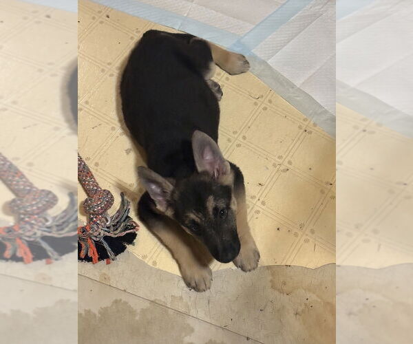 Medium Photo #2 German Shepherd Dog Puppy For Sale in Rootstown, OH, USA