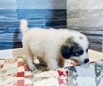 Puppy Toby Great Pyrenees