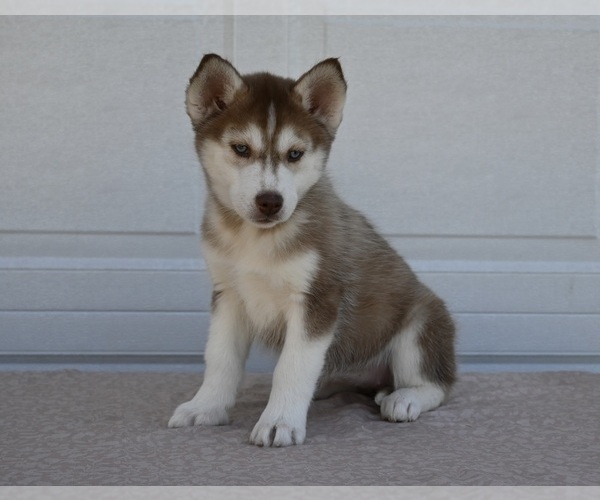 Medium Photo #1 Siberian Husky Puppy For Sale in HOLMESVILLE, OH, USA