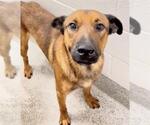 Small #2 Black Mouth Cur Mix