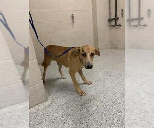Labrador Retriever-Unknown Mix Dogs for adoption in Conroe, TX, USA