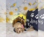 Small #1 Cocker Spaniel