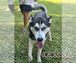 Small Photo #2 Siberian Husky Puppy For Sale in Severn, MD, USA