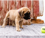 Small Photo #41 Mastiff Puppy For Sale in WAKARUSA, IN, USA