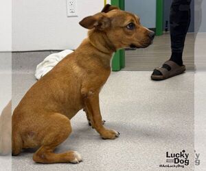 Zebb - Male Labrador Retriever-Unknown Mix Dog for Adoption - Photo #2