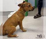 Small #2 Labrador Retriever Mix
