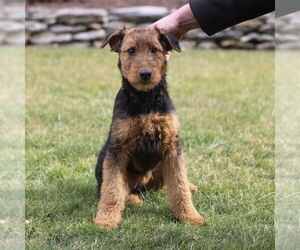 Airedale Terrier Puppy for sale in HOLTWOOD, PA, USA
