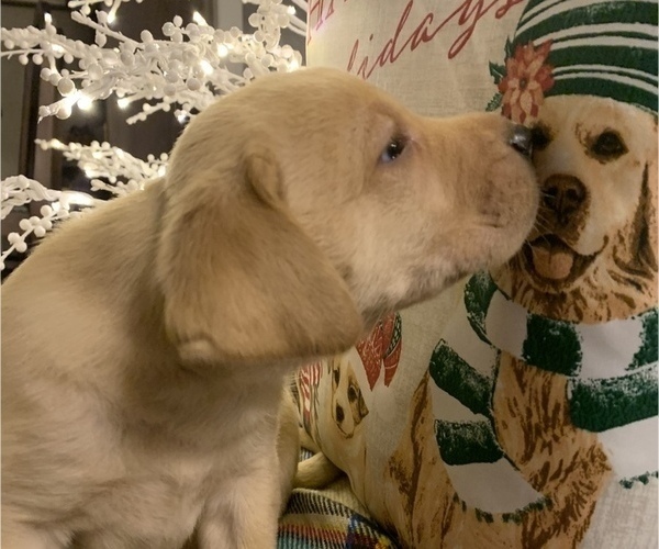 Medium Photo #12 Labrador Retriever Puppy For Sale in SPOTSYLVANIA, VA, USA