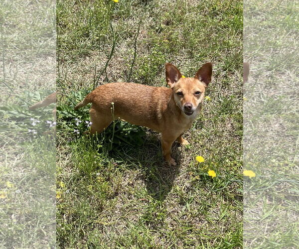 Medium Photo #2 Chihuahua-Unknown Mix Puppy For Sale in Holly Springs, NC, USA