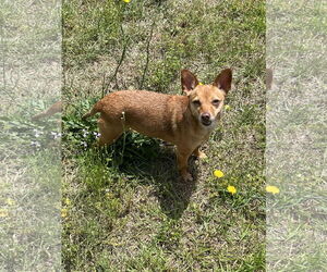 Bambi  [bonded to Sheba] - Female Chihuahua-Unknown Mix Dog for Adoption - Photo #2
