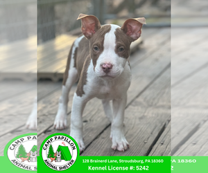 Mutt Dogs for adoption in Stroudsburg, PA, USA