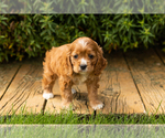 Small #8 Cocker Spaniel
