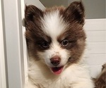 Small Photo #12 Pomsky Puppy For Sale in RAMONA, CA, USA